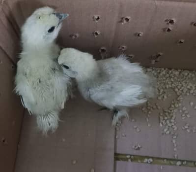 golden buff and white silki chicks for urgent sale