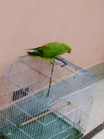 parrot
