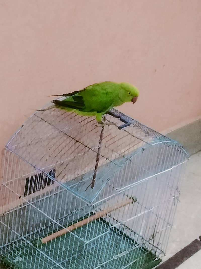 parrot 0