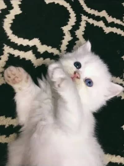 Persian kitten