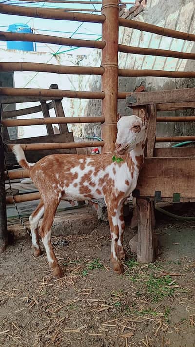Teddy male female pair for sale | goat | bakra | pink nose