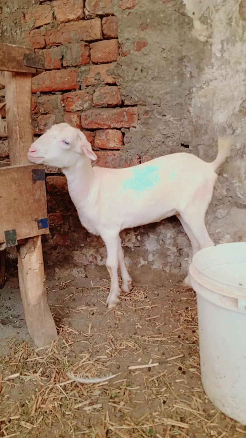 Teddy male female pair for sale | goat | bakra | pink nose — photo 2