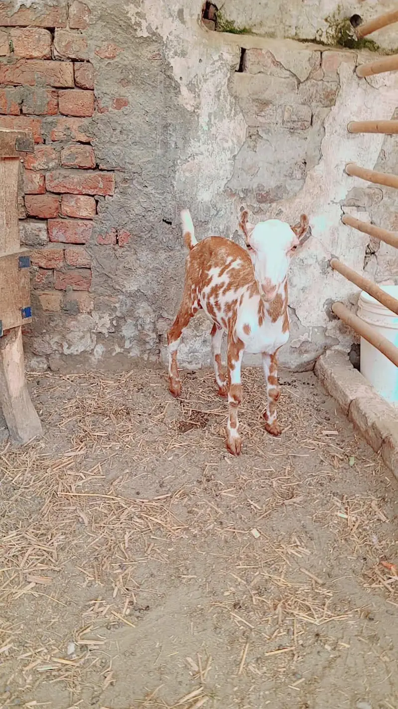 Teddy male female pair for sale | goat | bakra | pink nose — photo 3