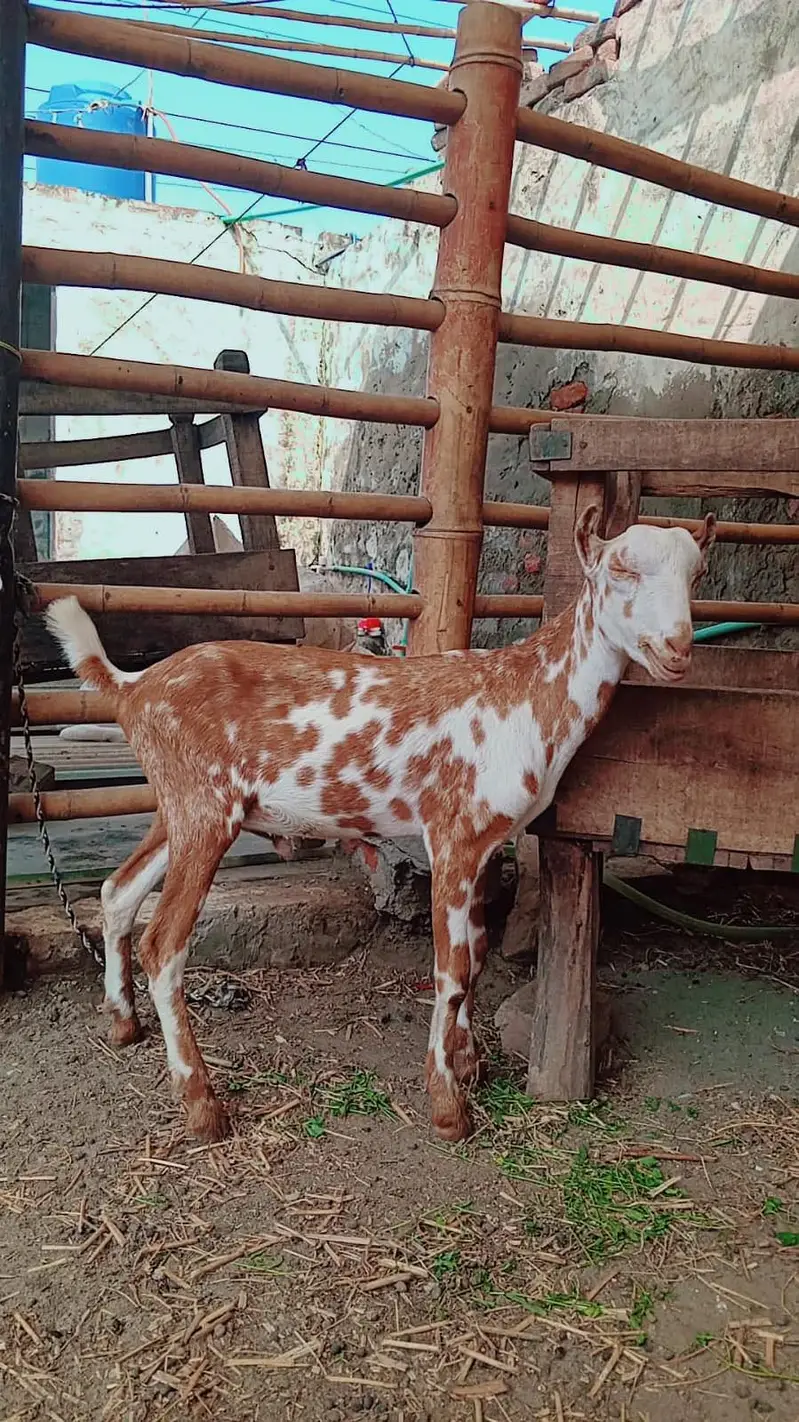 Teddy male female pair for sale | goat | bakra | pink nose — photo 4