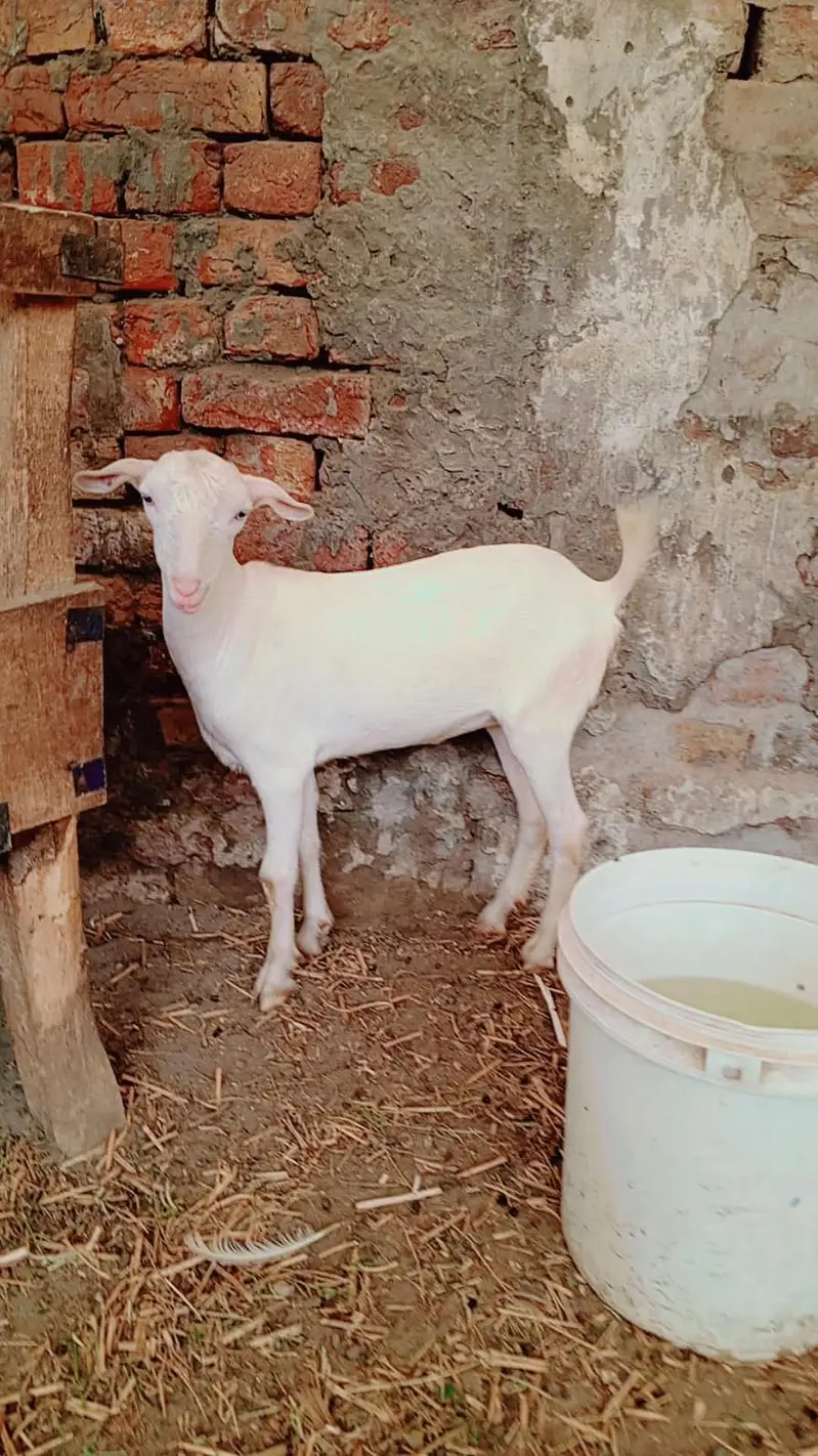 Teddy male female pair for sale | goat | bakra | pink nose — photo 5