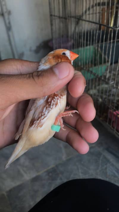 Half orange pair for sale