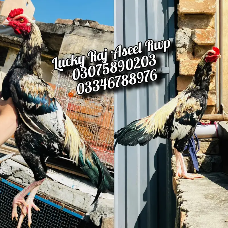 Aseel Murga — photo 6