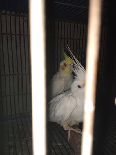 coctail pair helthy & active nail tail flly ok
