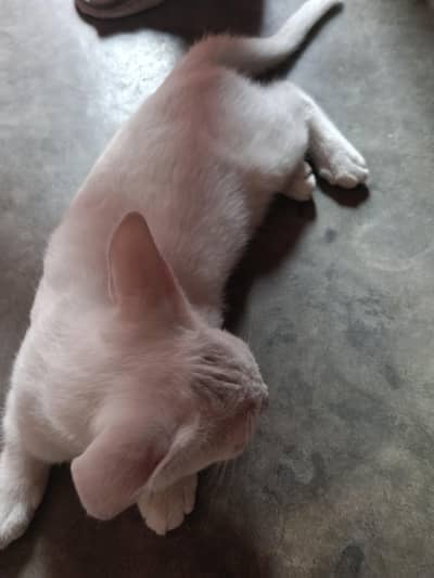 cat for sale