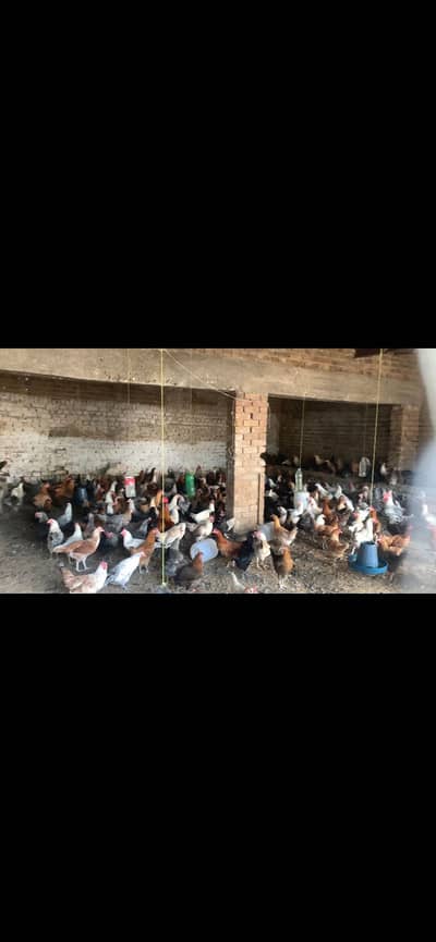 Desi eggs for sale