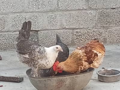 Misri Hens For Sale