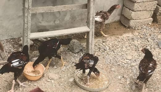 urgent sale 7 mora or Lakha 5 phaty h 7 month k phaty 3000 pr 2 pair h