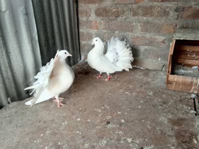 bredar pair