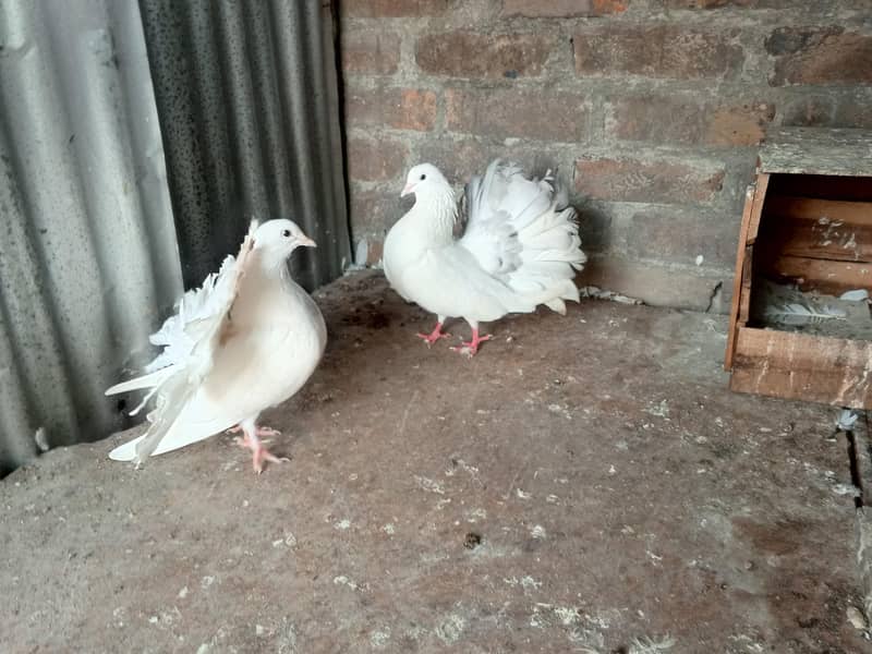 bredar pair 0