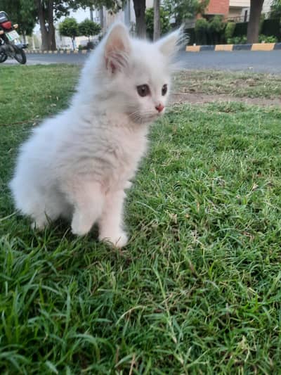 Baby cats male and female sale