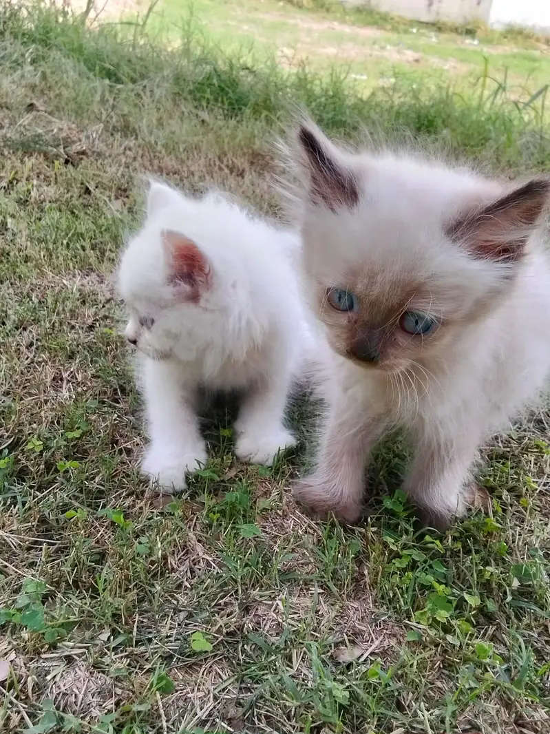 Baby cats male and female sale — photo 2