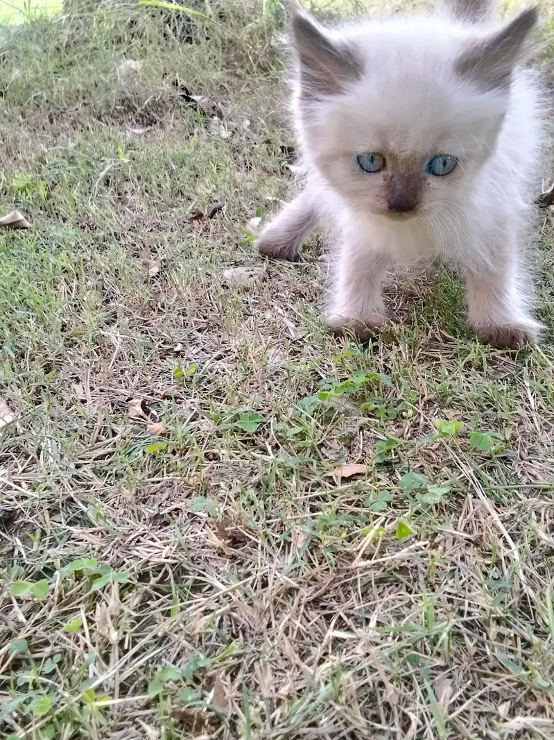 Baby cats male and female sale — photo 3