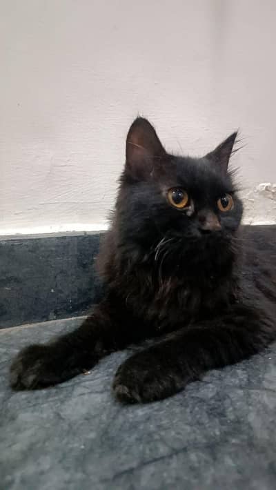 Beautiful Black Long-Hair Cat for Sale | Healthy & Adorable