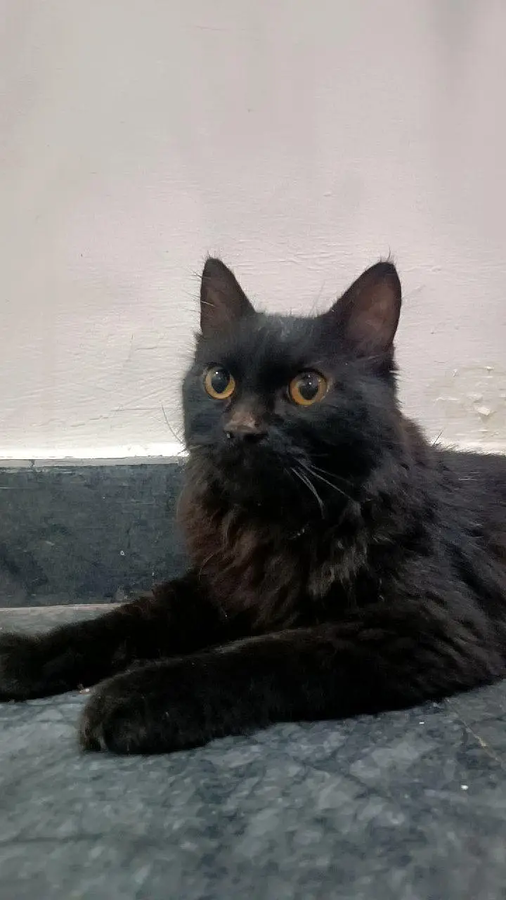 Beautiful Black Long-Hair Cat for Sale | Healthy & Adorable — photo 2