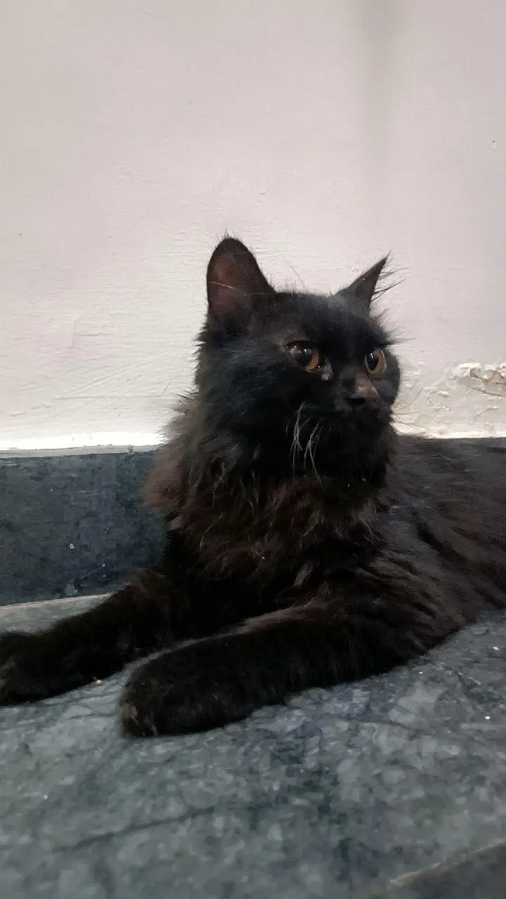Beautiful Black Long-Hair Cat for Sale | Healthy & Adorable — photo 3