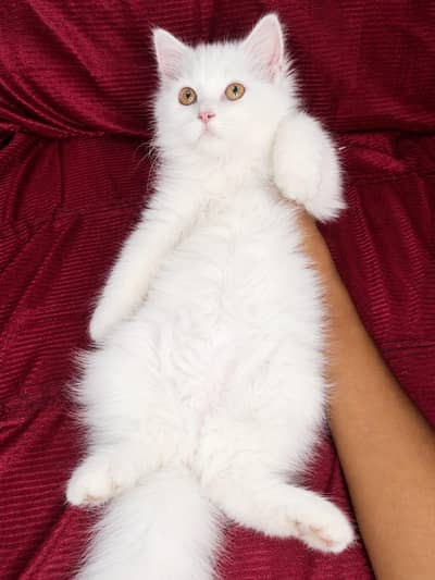 Persian Female White Kitten