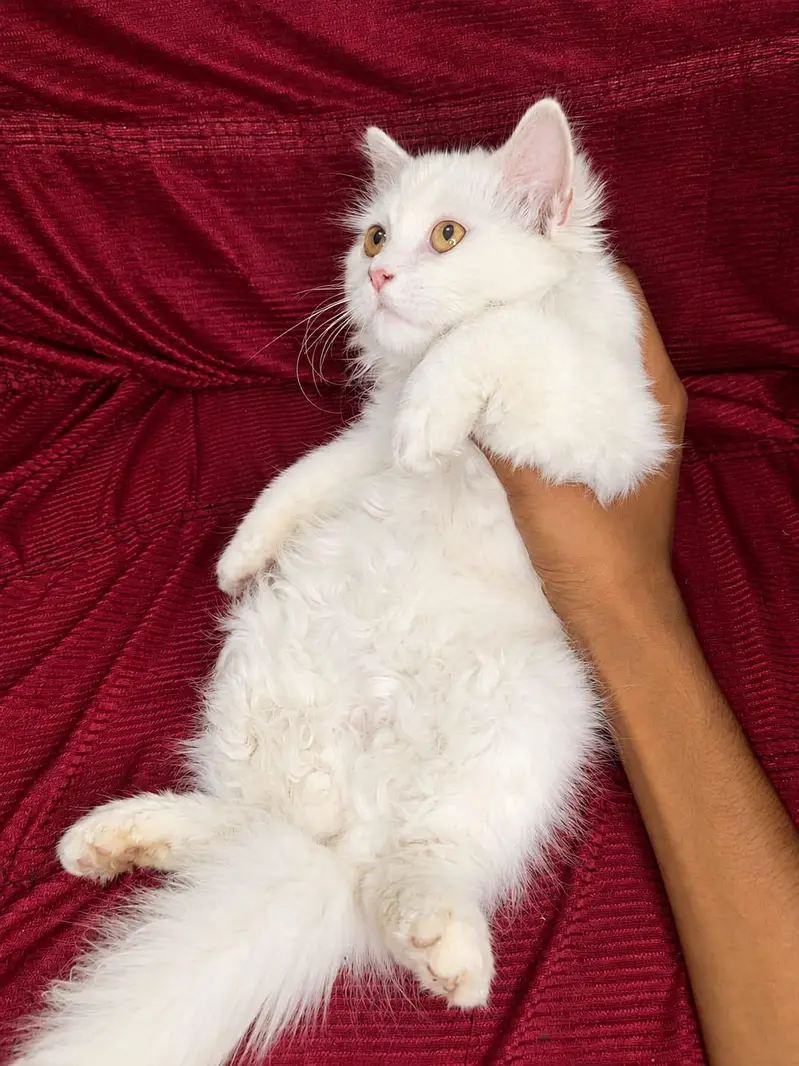 Persian Female White Kitten — photo 2
