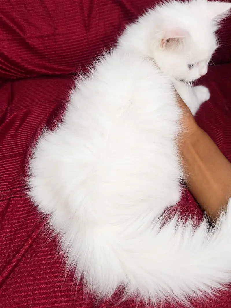 Persian Female White Kitten — photo 3