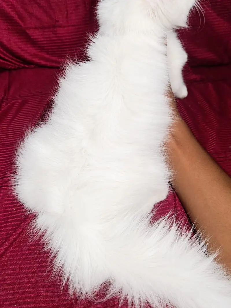 Persian Female White Kitten — photo 4