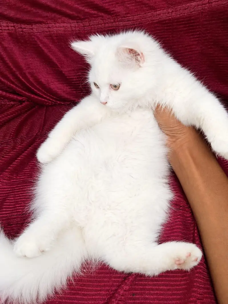 Persian Female White Kitten — photo 6