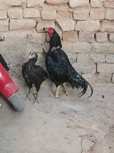 aseel mushka pair