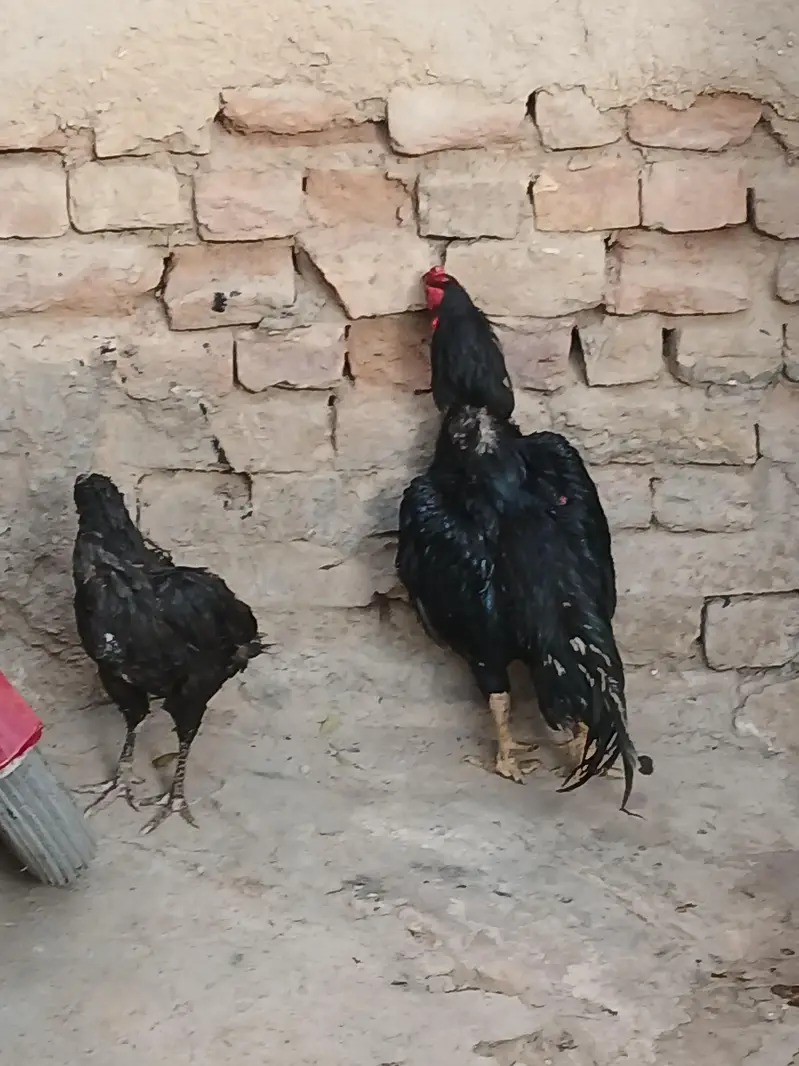 aseel mushka pair — photo 2