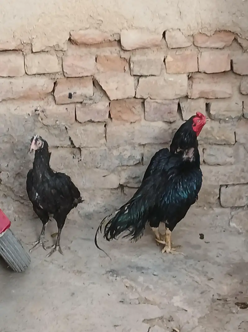 aseel mushka pair — photo 3