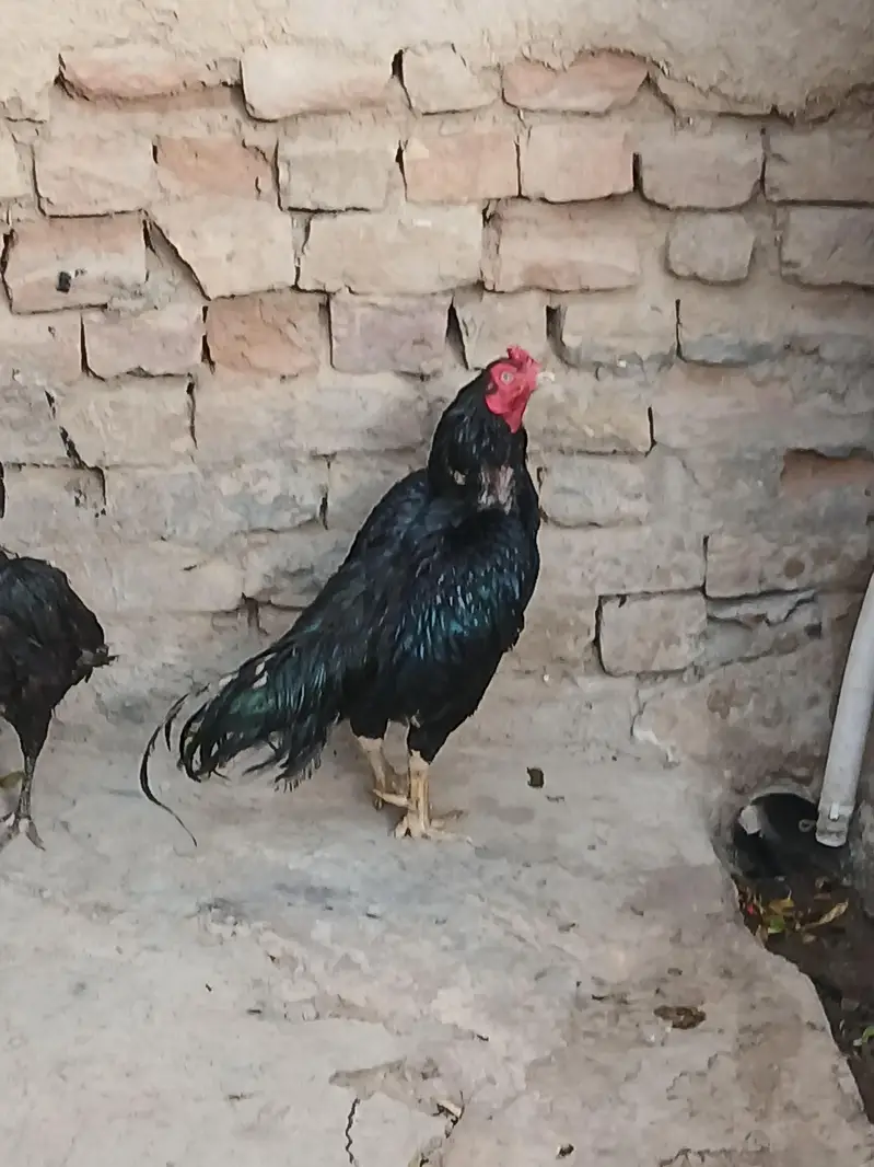 aseel mushka pair — photo 4