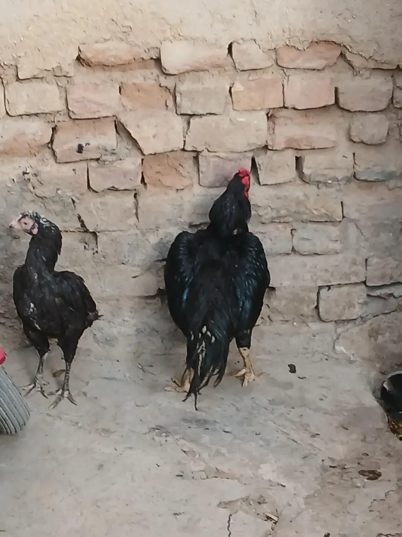 aseel mushka pair — photo 5