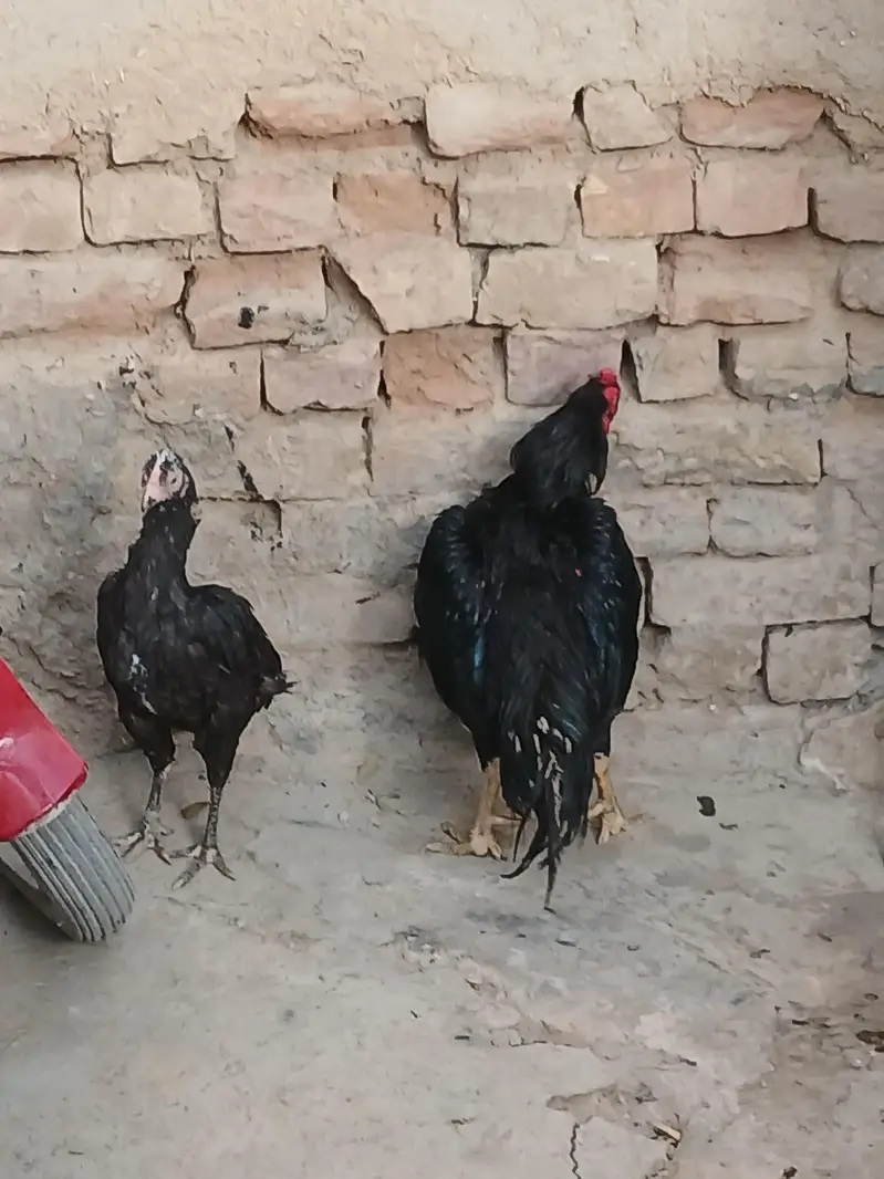 aseel mushka pair — photo 6