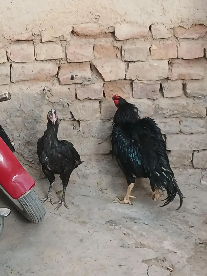 aseel mushka pair — photo 7