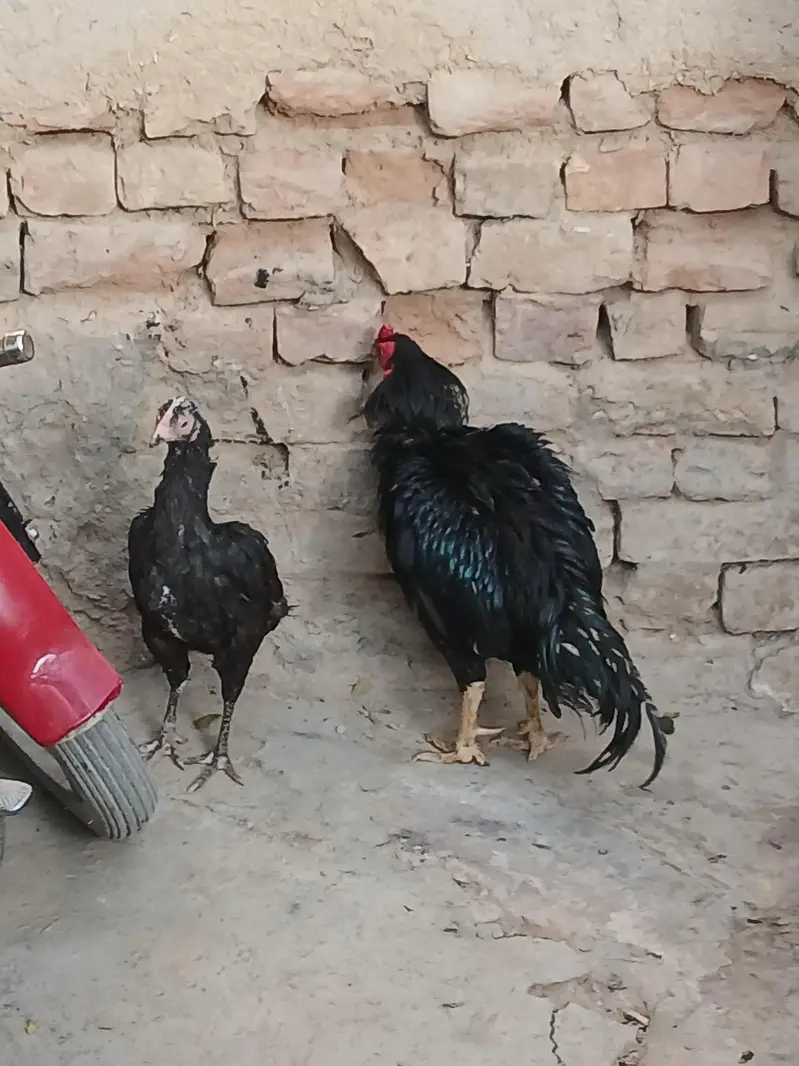 aseel mushka pair — photo 8
