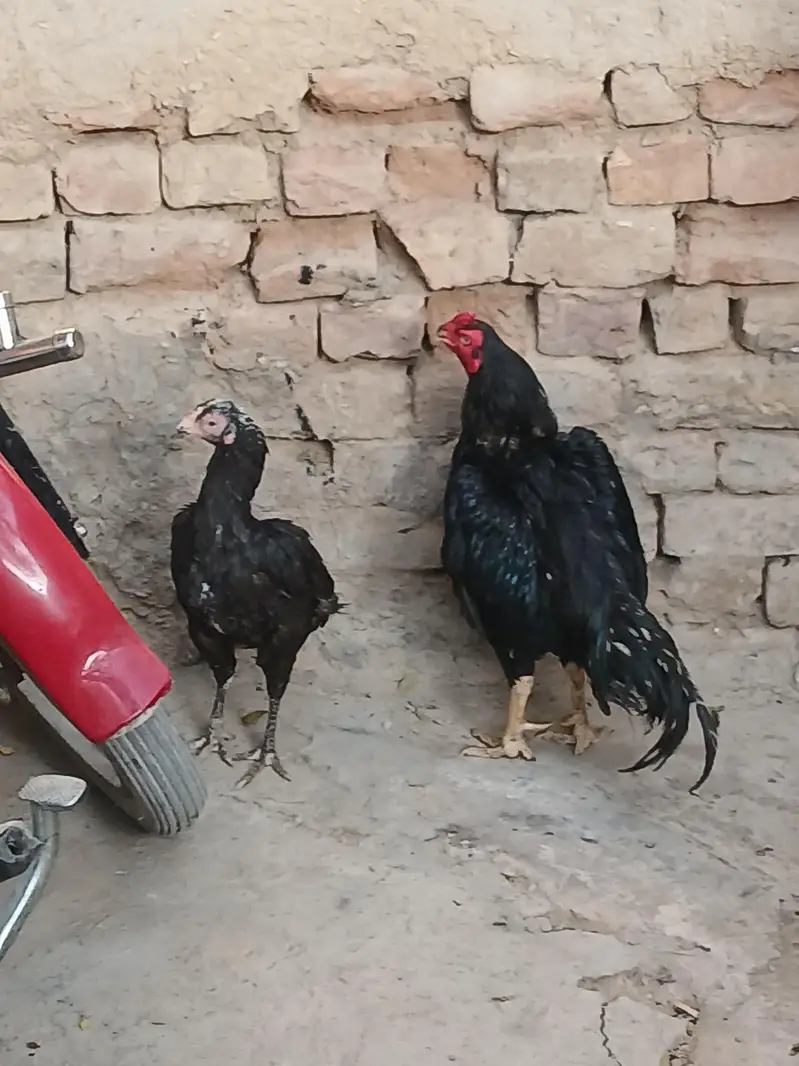 aseel mushka pair — photo 9