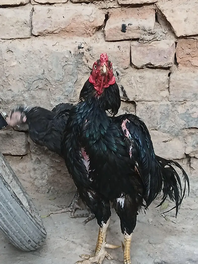 aseel mushka pair — photo 10