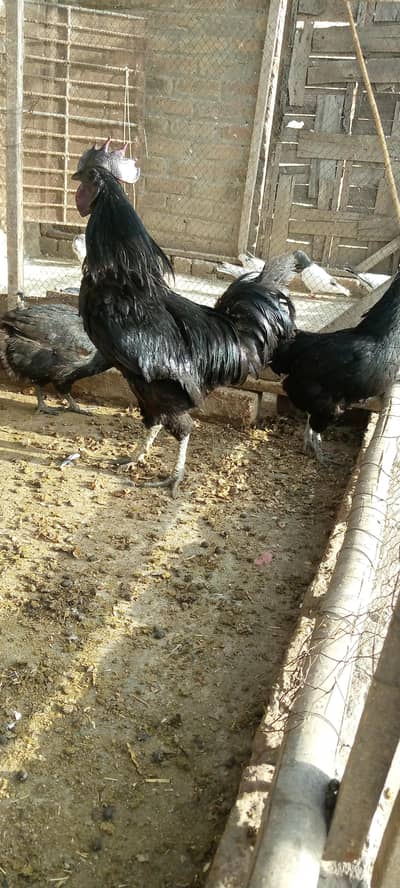 breeder pair