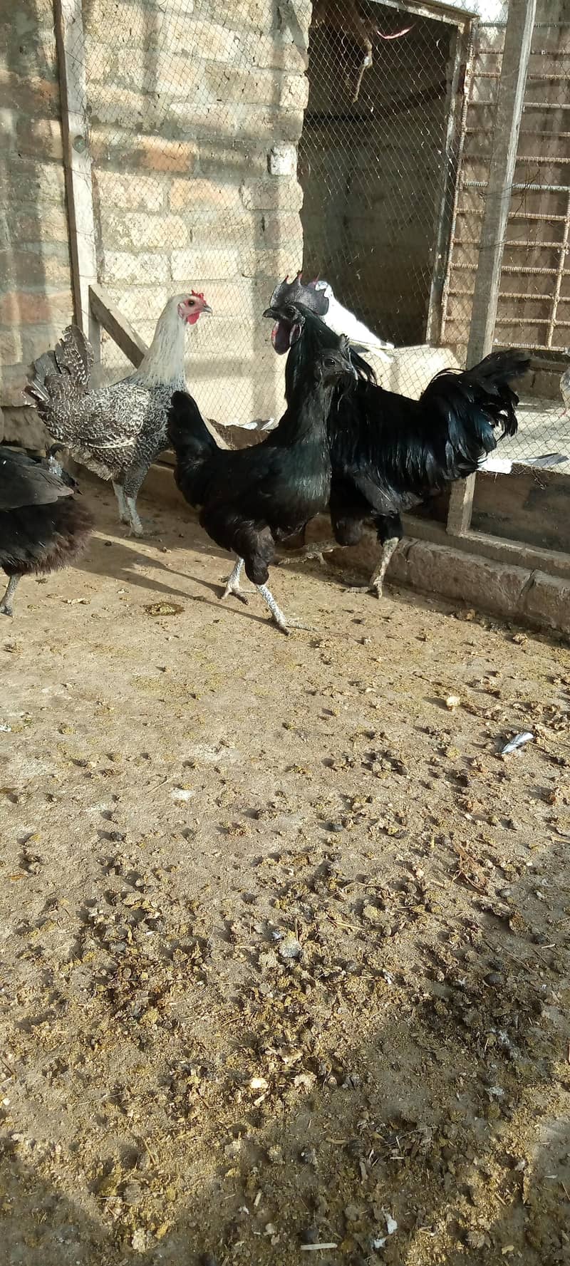 breeder pair 1