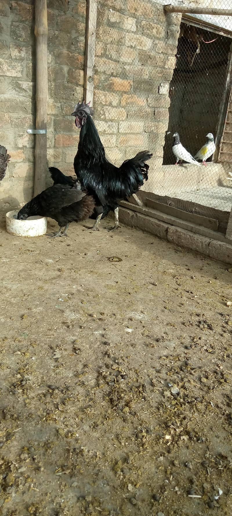 breeder pair 2