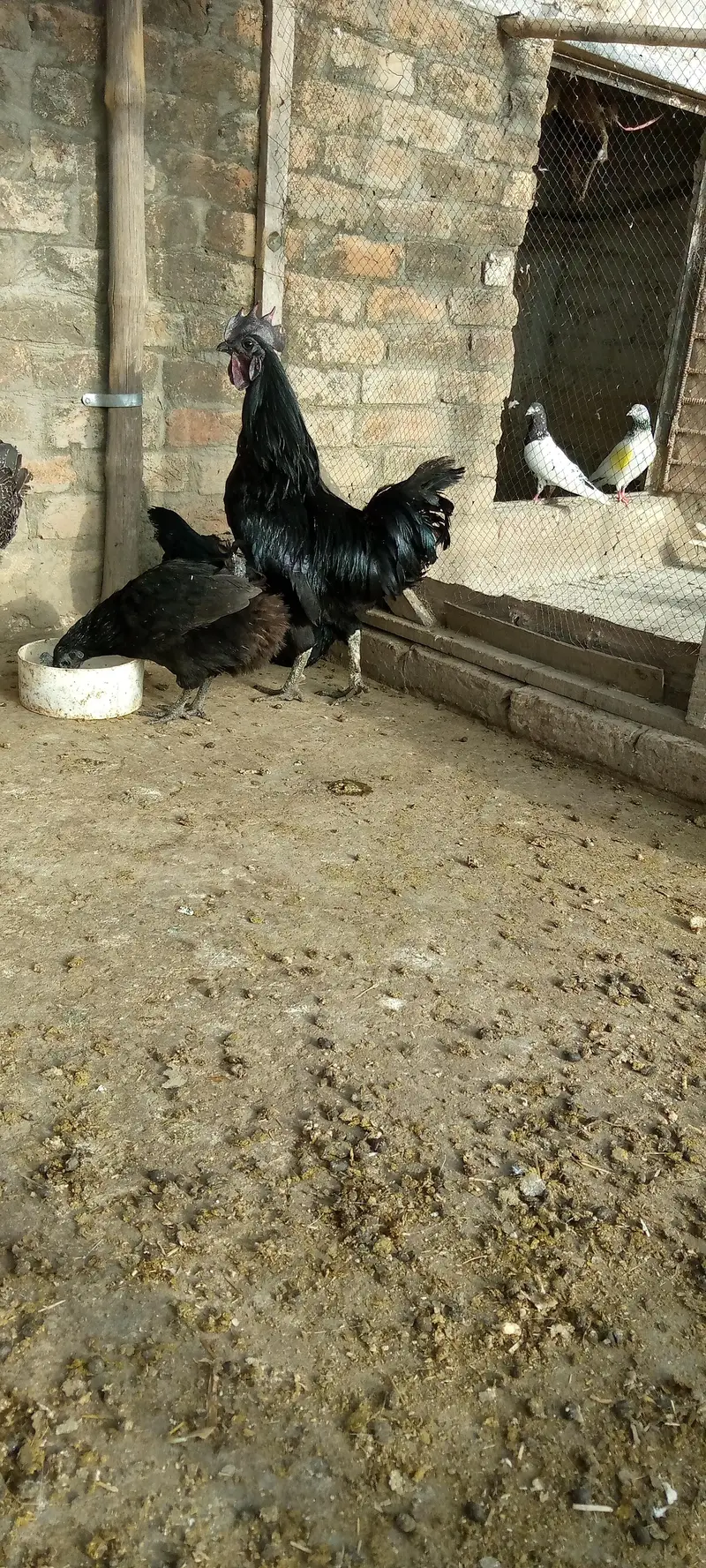 breeder pair — photo 3