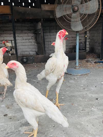 White O-Shamo Aseel | Breeding Ready | Pairs & Quality Hens Available