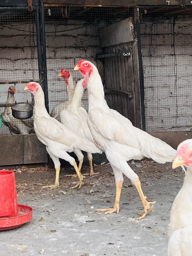White O-Shamo Aseel | Breeding Ready | Pairs & Quality Hens Available — photo 2