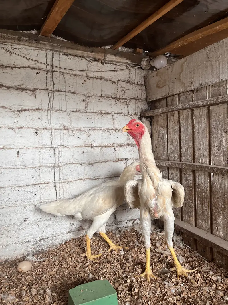 White O-Shamo Aseel | Breeding Ready | Pairs & Quality Hens Available — photo 3