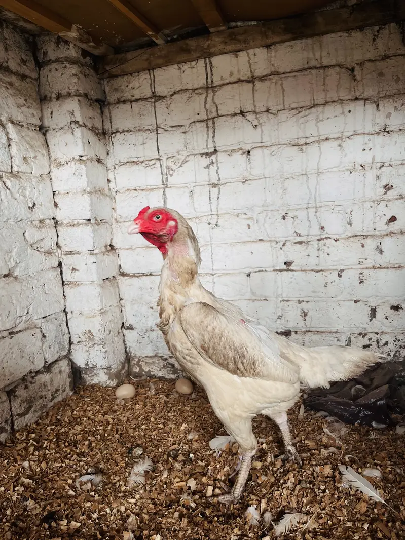 White O-Shamo Aseel | Breeding Ready | Pairs & Quality Hens Available — photo 4