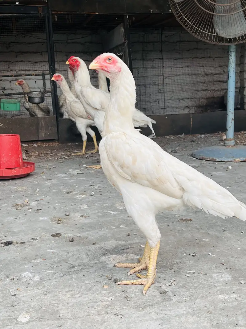 White O-Shamo Aseel | Breeding Ready | Pairs & Quality Hens Available — photo 5