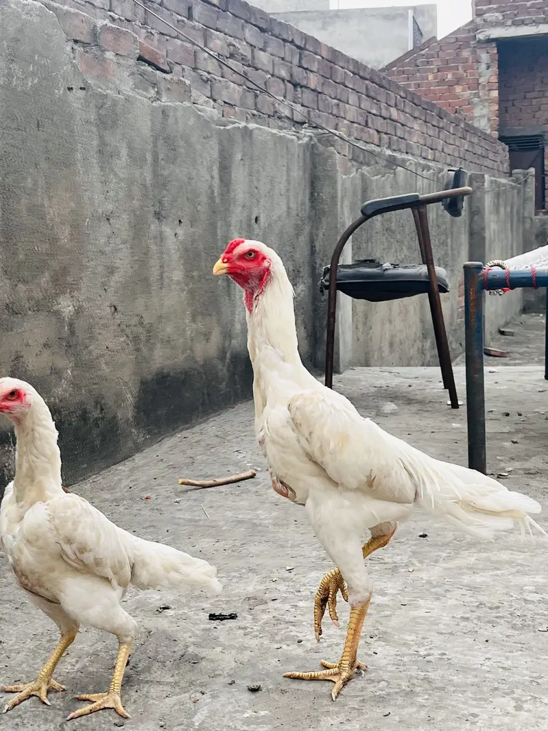 White O-Shamo Aseel | Breeding Ready | Pairs & Quality Hens Available — photo 6