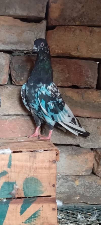 breeder female ,